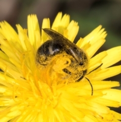 Lasioglossum (Chilalictus) sp. (genus & subgenus) (Halictid bee) at Croke Place Grassland (CPG) - 12 Dec 2023 by kasiaaus