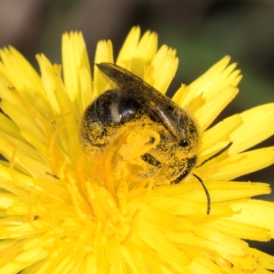 Lasioglossum (Chilalictus) sp. (genus & subgenus) (Halictid bee) at McKellar, ACT - 13 Dec 2023 by kasiaaus