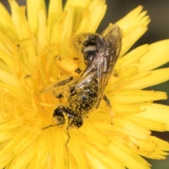 Lasioglossum (Chilalictus) sp. (genus & subgenus) at McKellar, ACT - 13 Dec 2023 09:53 AM