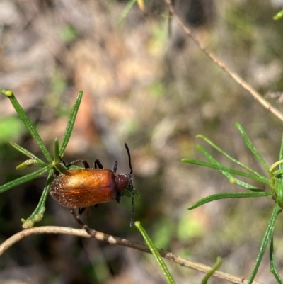 Ecnolagria grandis (Honeybrown beetle) at Farrer Ridge - 14 Dec 2023 by Shazw