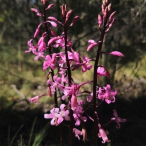 Dipodium roseum at QPRC LGA - 14 Dec 2023