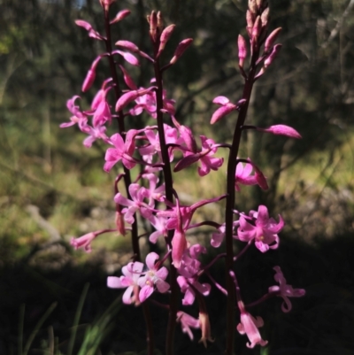 Dipodium roseum (Rosy Hyacinth Orchid) at Captains Flat, NSW - 14 Dec 2023 by Csteele4