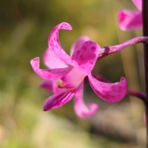 Dipodium roseum at QPRC LGA - 14 Dec 2023