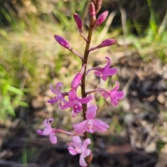 Dipodium roseum at QPRC LGA - 14 Dec 2023