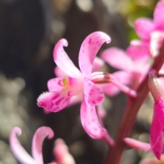 Dipodium roseum at QPRC LGA - 14 Dec 2023