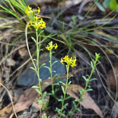 Pimelea curviflora var. sericea (Curved Riceflower) at Captains Flat, NSW - 14 Dec 2023 by Csteele4