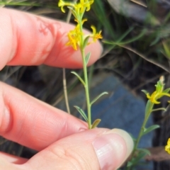 Pimelea curviflora var. sericea at QPRC LGA - 14 Dec 2023 04:45 PM