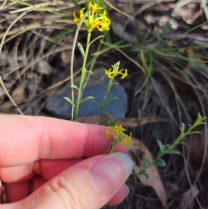 Pimelea curviflora var. sericea at QPRC LGA - 14 Dec 2023