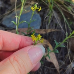 Pimelea curviflora var. sericea at QPRC LGA - 14 Dec 2023