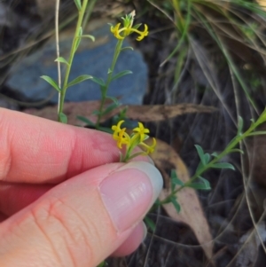 Pimelea curviflora var. sericea at QPRC LGA - 14 Dec 2023