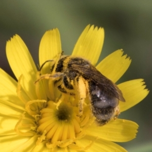 Lasioglossum (Chilalictus) sp. (genus & subgenus) at McKellar, ACT - 13 Dec 2023 09:55 AM