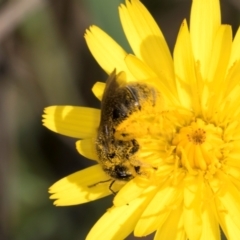 Lasioglossum (Chilalictus) sp. (genus & subgenus) at McKellar, ACT - 13 Dec 2023 09:55 AM