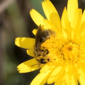 Lasioglossum (Chilalictus) sp. (genus & subgenus) at McKellar, ACT - 13 Dec 2023