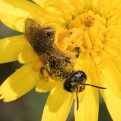 Lasioglossum (Chilalictus) sp. (genus & subgenus) at McKellar, ACT - 13 Dec 2023