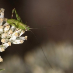 Caedicia simplex (Common Garden Katydid) at McKellar, ACT - 12 Dec 2023 by kasiaaus