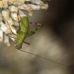 Caedicia simplex at McKellar, ACT - 13 Dec 2023