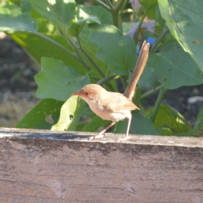 Malurus cyaneus (Superb Fairywren) at Jamberoo, NSW - 14 Dec 2023 by plants