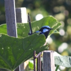 Malurus cyaneus at Jamberoo, NSW - 14 Dec 2023 05:34 PM