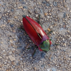 Temognatha affinis (Jewel beetle) at Watson, ACT - 14 Dec 2023 by Fithakk