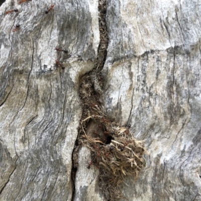 Papyrius sp. (genus) (A Coconut Ant) at Paddys River, ACT - 15 Oct 2023 by AMR