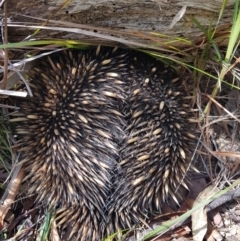 Tachyglossus aculeatus (Short-beaked Echidna) at Wingecarribee Local Government Area - 12 Dec 2023 by Aussiegall