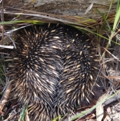 Tachyglossus aculeatus (Short-beaked Echidna) at Wingecarribee Local Government Area - 13 Dec 2023 by Aussiegall