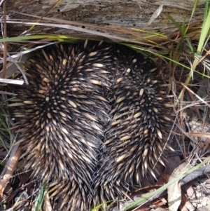 Tachyglossus aculeatus at Penrose - 13 Dec 2023