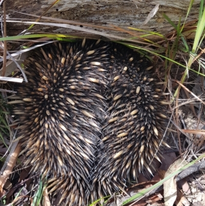 Tachyglossus aculeatus (Short-beaked Echidna) at Wingecarribee Local Government Area - 12 Dec 2023 by Aussiegall