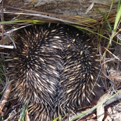 Tachyglossus aculeatus (Short-beaked Echidna) at Penrose, NSW - 13 Dec 2023 by Aussiegall