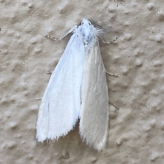 Tipanaea patulella (A Crambid moth) at Braddon, ACT - 14 Dec 2023 by Hejor1
