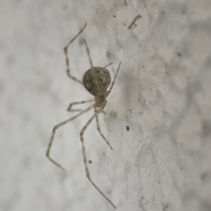 Cryptachaea gigantipes at City Renewal Authority Area - 14 Dec 2023 05:32 PM