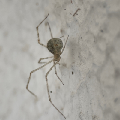 Cryptachaea gigantipes (White porch spider) at Braddon, ACT - 14 Dec 2023 by Hejor1