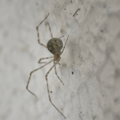 Cryptachaea gigantipes (White porch spider) at City Renewal Authority Area - 14 Dec 2023 by Hejor1