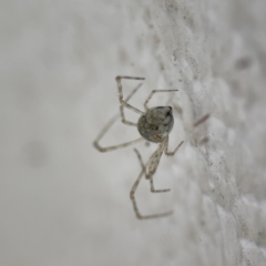 Cryptachaea gigantipes at City Renewal Authority Area - 14 Dec 2023 05:32 PM