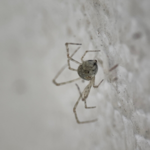 Cryptachaea gigantipes at City Renewal Authority Area - 14 Dec 2023