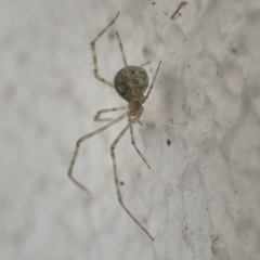 Cryptachaea gigantipes at City Renewal Authority Area - 14 Dec 2023 05:32 PM