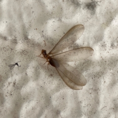 Unidentified Termite (superfamily Termitoidea) at Braddon, ACT - 14 Dec 2023 by Hejor1
