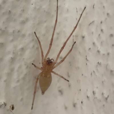 Cheiracanthium sp. (genus) (Unidentified Slender Sac Spider) at Braddon, ACT - 14 Dec 2023 by Hejor1