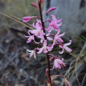 Dipodium roseum at QPRC LGA - suppressed