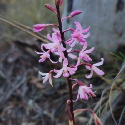 Dipodium roseum (Rosy Hyacinth Orchid) at Captains Flat, NSW - 14 Dec 2023 by Csteele4