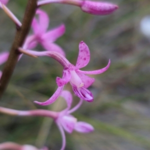 Dipodium roseum at QPRC LGA - suppressed