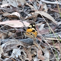 Heteronympha merope at QPRC LGA - 14 Dec 2023 07:27 PM