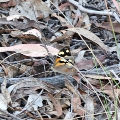 Heteronympha merope at QPRC LGA - 14 Dec 2023