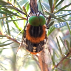 Scaptia (Scaptia) auriflua (A flower-feeding march fly) at Tuggeranong, ACT - 14 Dec 2023 by HelenCross