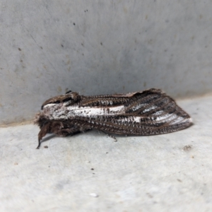 Endoxyla lituratus at Garran, ACT - 14 Dec 2023