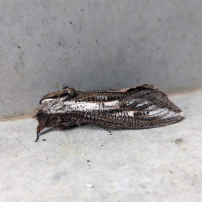 Endoxyla lituratus (A Wattle Goat Moth) at Garran, ACT - 14 Dec 2023 by Rebeccajgee