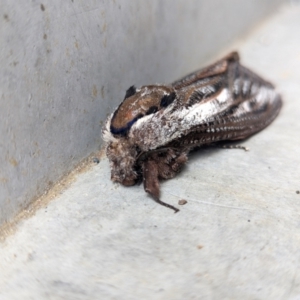 Endoxyla lituratus at Garran, ACT - 14 Dec 2023 11:40 AM