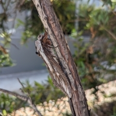 Endoxyla lituratus at Garran, ACT - 14 Dec 2023