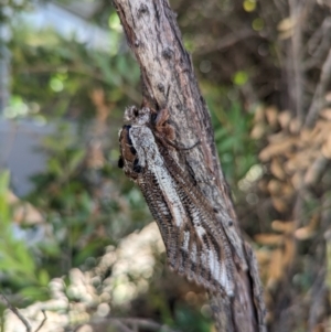 Endoxyla lituratus at Garran, ACT - 14 Dec 2023