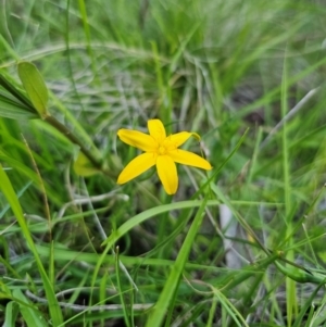 Hypoxis hygrometrica var. hygrometrica at QPRC LGA - 14 Dec 2023